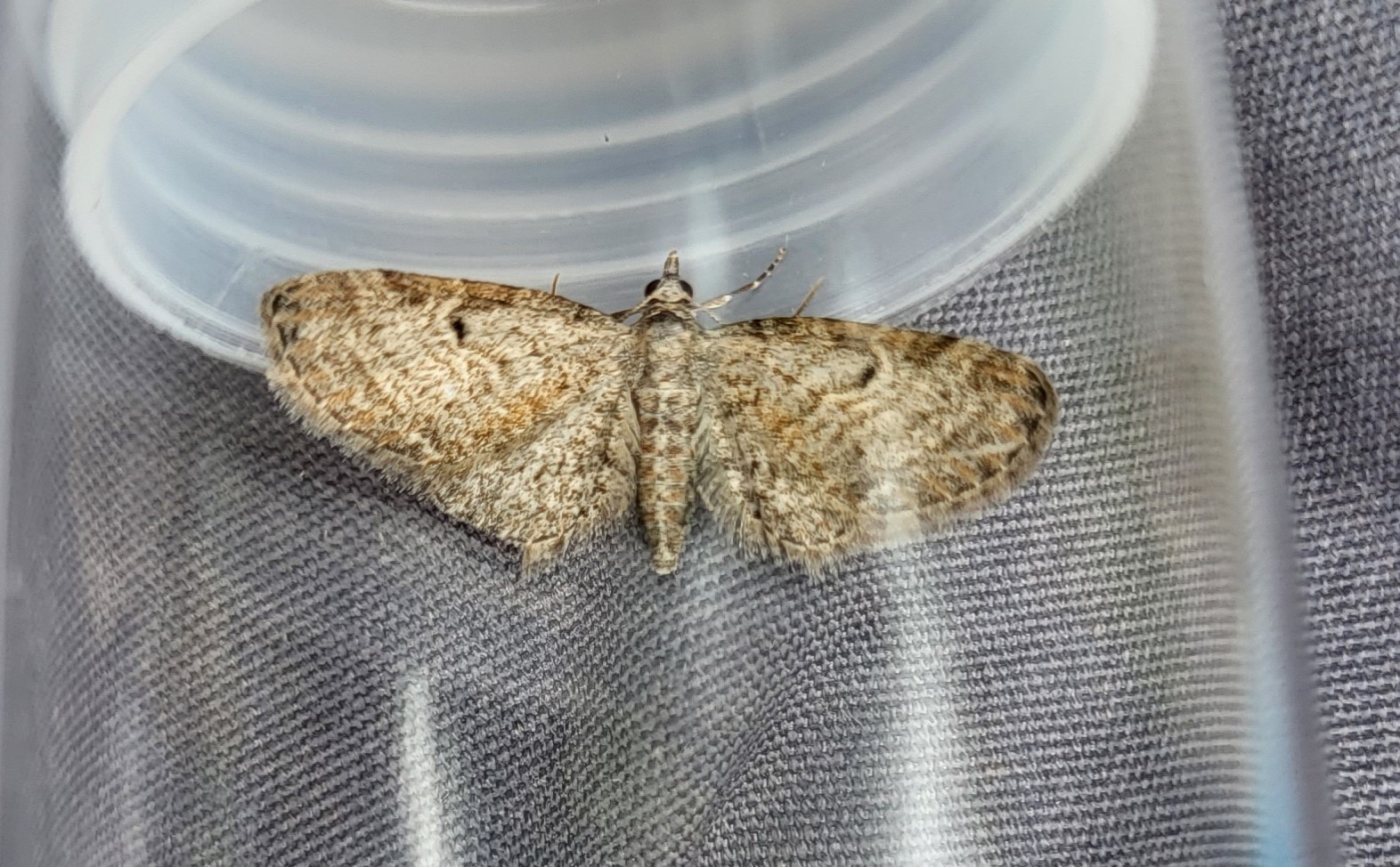 Photo of Slender Pug (Eupithecia tenuiata)